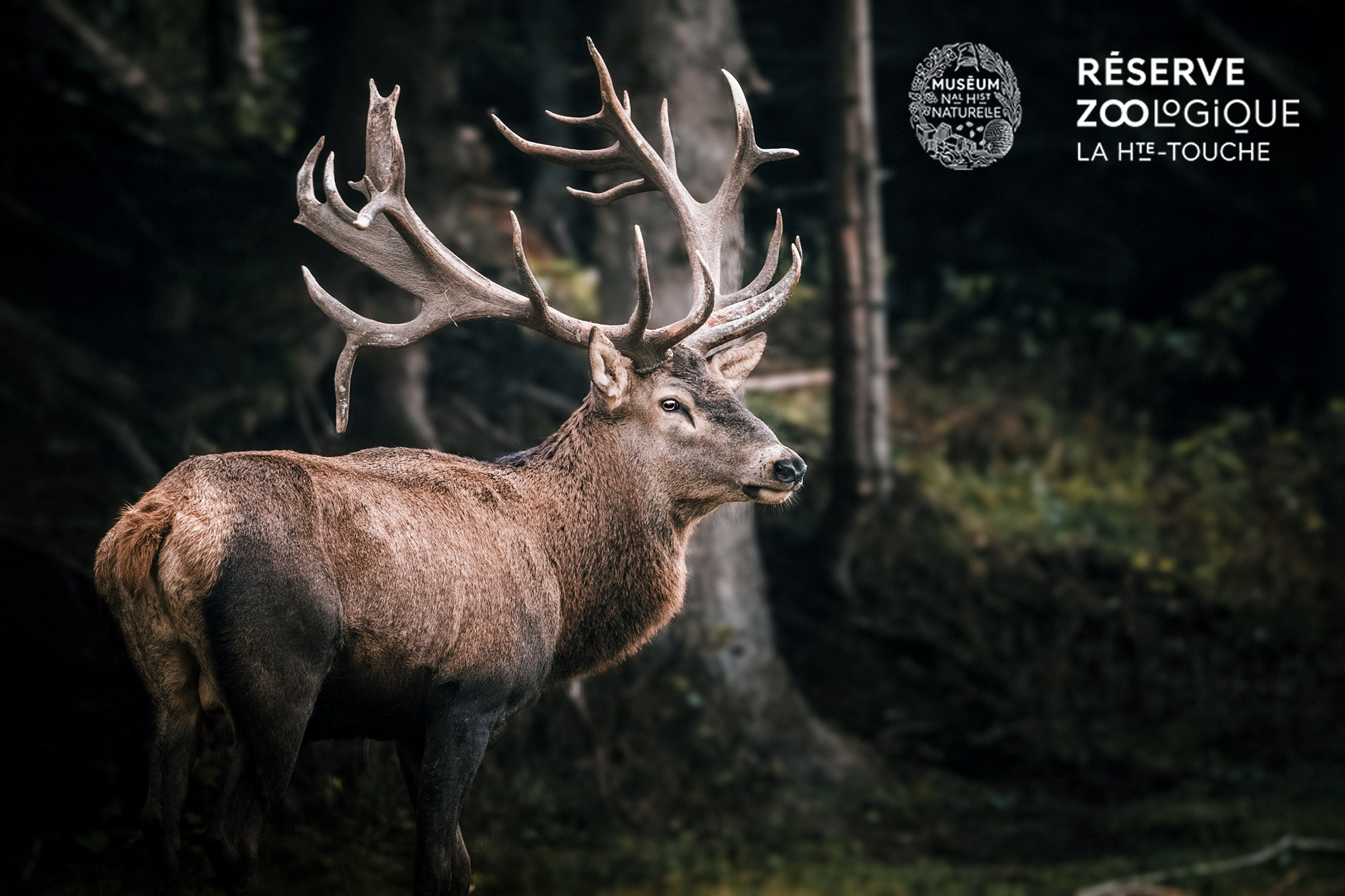 Réserve zoologique La Haute Touche, à découvrir depuis le Domaine de la Poignardière